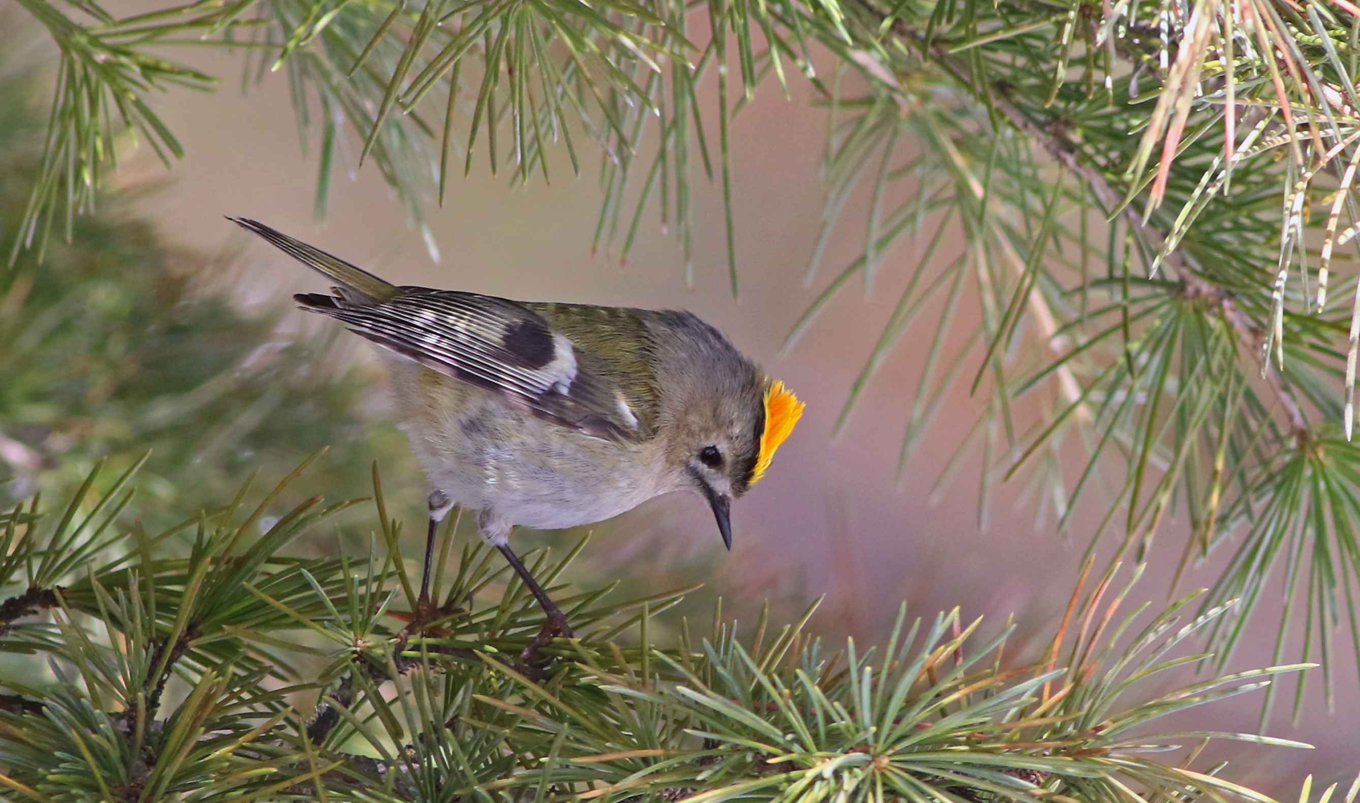 Goldcrest